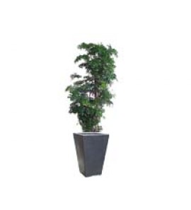 hover image