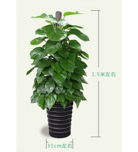 hover image