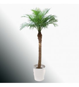 金山葵