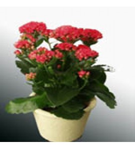  嘉樂花