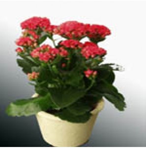 嘉樂花